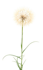  Dandelion with leaves.