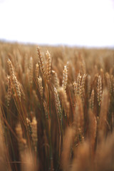ripe  rye in the field