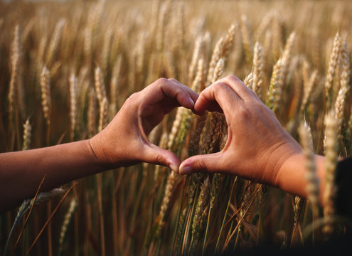 heart shaped female hands  against ripe rye field,harvest concept