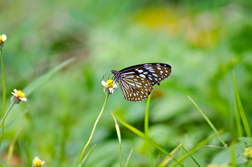 butterfly on flower