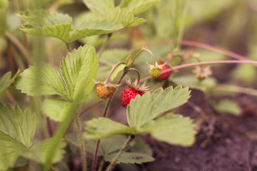 Strawberries in the garden, the Bush grows, strawberries, flower beds in early spring. Growing organic strawberries on the farm. Out of focus. flank