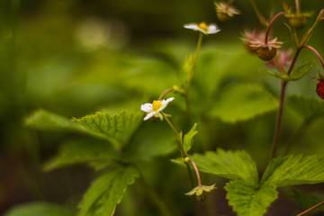 Strawberries in the garden, the Bush grows, strawberries, flower beds in early spring. Growing organic strawberries on the farm. Out of focus. flank