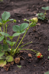 Strawberries in the garden, the Bush grows, strawberries, flower beds in early spring. Growing organic strawberries on the farm. Out of focus. flank
