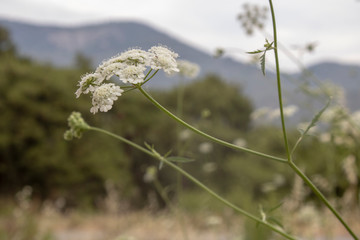 Close-up of common yarrow plant. Blurred Background
