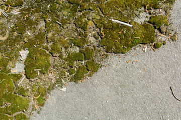 Radioactive Moss on the asphalt road of the city of Pripyat. Accumulation of radiation.