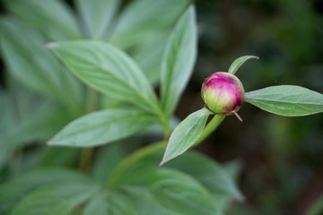 Macro shot of peony flower