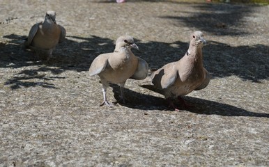 Obraz premium a family of pigeons looking for food