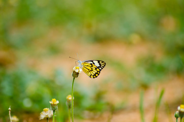 butterfly on flower