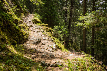 a hiking path in the french alps in the valley of chamonix near the mont blanc massif showing verdant green forests and a sharp turn in the hiking trail