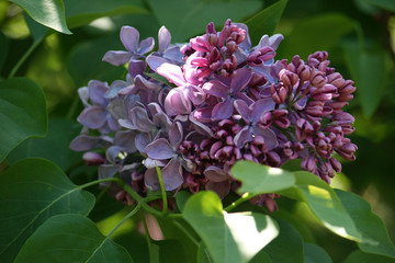 A bunch of lilacs of the "Dream" variety in the botanical garden of the Academy of Sciences of Belarus.