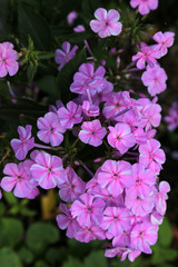 flowers Hemerocallis 'Frans Нals'