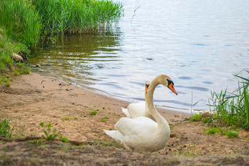 white swans on the nature of the reservoir