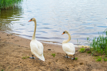 white swans on the nature of the reservoir