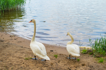white swans on the nature of the reservoir