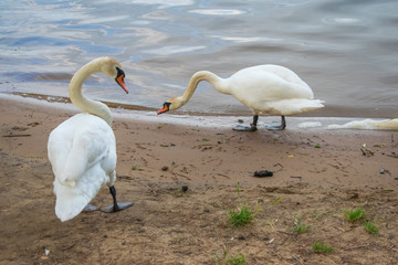 white swans on the nature of the reservoir
