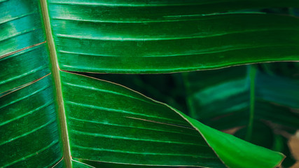 tropical leaf, large foliage, abstract green texture, nature background