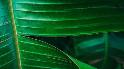 tropical leaf, large foliage, abstract green texture, nature background