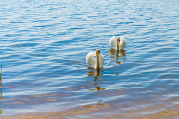 white swans on the nature of the reservoir