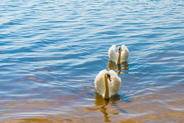 white swans on the nature of the reservoir