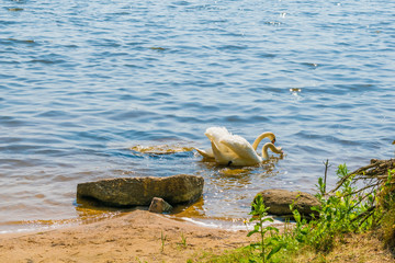 white swans on the nature of the reservoir