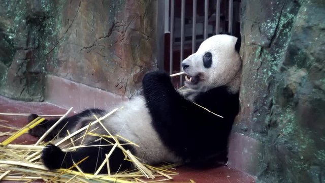 Cute Panda eating bamboo stems at zoo. Media. Lazy Panda lying and powerful teeth bite tough bamboo stalks. Charming Panda chews bamboo sticks slurping and enjoying every bite