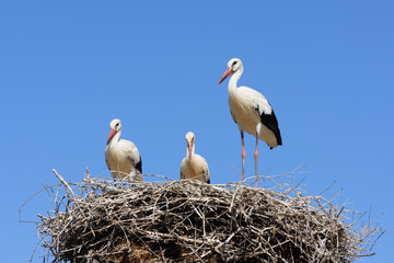 Family of white storks on a tree nest, Colour Photo, Alentejo, Portugal