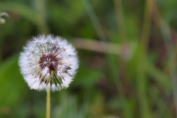 white fluffy dandelion on a background of green grass