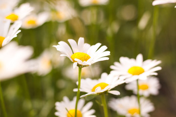 Obraz na płótnie Canvas Field of daisies. First-class flowers. background. Wallpaper. beautiful. Out of focus. flank