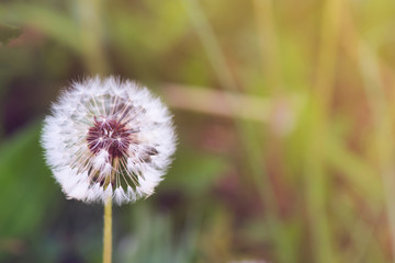 white fluffy dandelion on a background of green grass