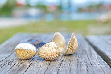 Sea shells closeup on wooden board