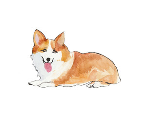 Pembroke Welsh Corgi Dog illustration in watercolor