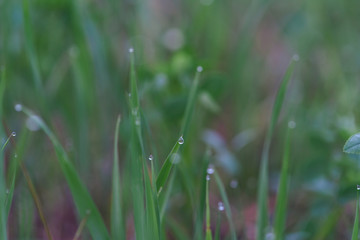 dew drops on grass. macro photo. large dew drops on stems