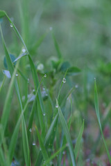 dew drops on grass. macro photo. large dew drops on stems