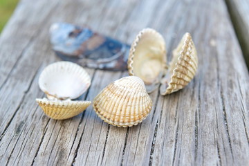 Sea shells closeup on wooden board