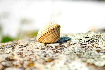 Sea shells closeup on wooden board