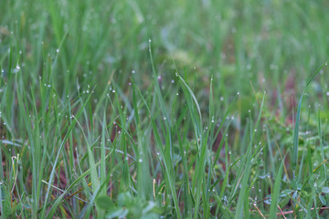 dew drops on grass. macro photo. large dew drops on stems