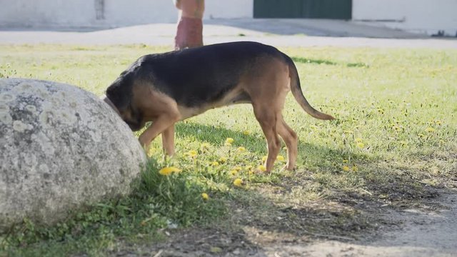A hound dog sniffing a big rock on a calm morning, looking for the ideal place to pee and mark the territory. Slow motion handheld shot.