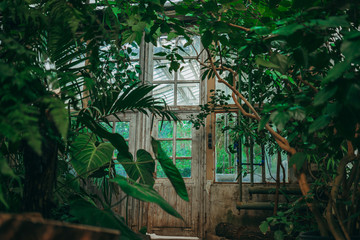 Old fashion orangery. Exotic plant collection. Winter garden	