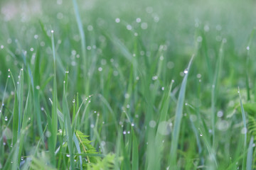 dew drops on grass. macro photo. large dew drops on stems