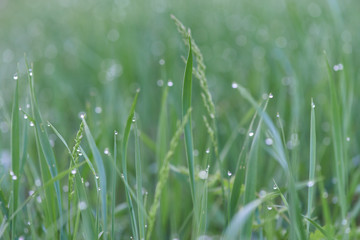 dew drops on grass. macro photo. large dew drops on stems