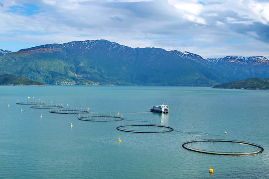Salmon farm in a fjord between   mountains in Western Norway Hardanger fjord area at summer.
