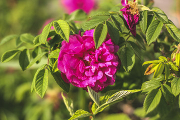 Beautiful shrub roses. Bloom. Summer flowers. In the garden. Out of focus. flank