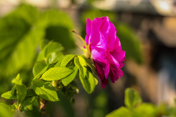 Beautiful shrub roses. Bloom. Summer flowers. In the garden. Out of focus. flank