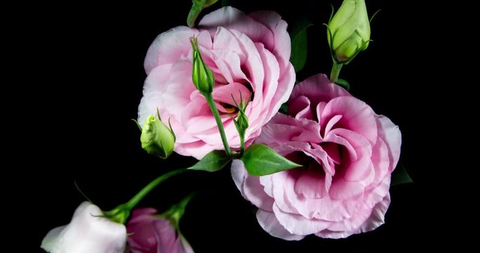 Pink Eustoma Flowers Blooming in Time Lapse on a Black Background