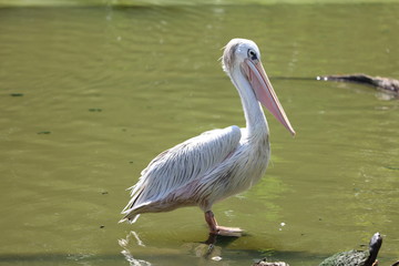Pelican