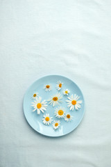 camomile blossoms, dried camomile flowers. doctor treatment and prevention of immune concept,...