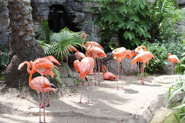 Flamingos