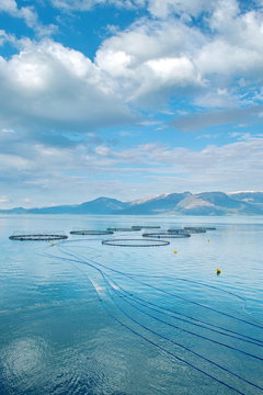 Salmon farm in a fjord between   mountains in Western Norway Hardanger fjord area at summer.