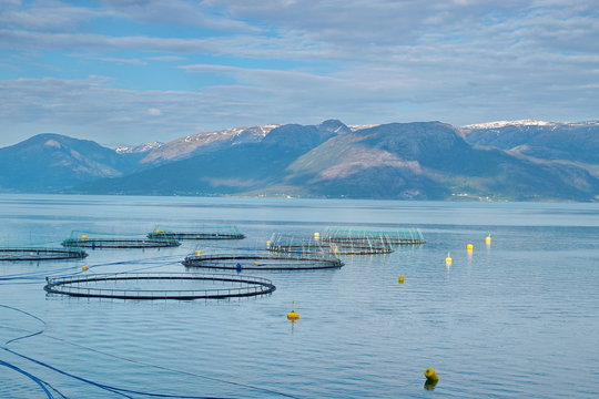 Salmon farm in a fjord between   mountains in Western Norway Hardanger fjord area at summer.