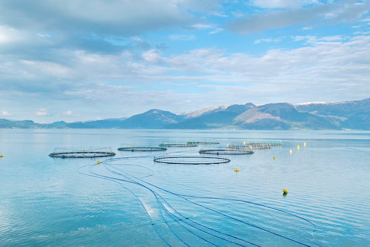 Salmon farm in a fjord between   mountains in Western Norway Hardanger fjord area at summer.